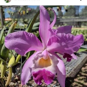 Meet your Posher, Kyla